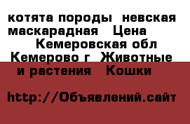 котята породы  невская маскарадная › Цена ­ 1 000 - Кемеровская обл., Кемерово г. Животные и растения » Кошки   